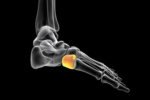 Medial cuneiform bone of the foot, 3D illustration Stock Illustration