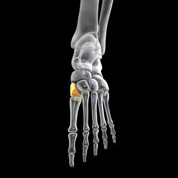 Medial cuneiform bone of the foot, 3D illustration Stock Illustration