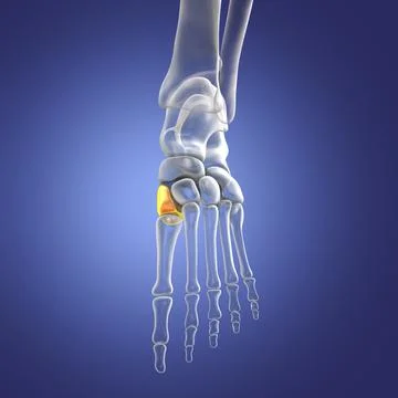 Medial cuneiform bone of the foot, 3D illustration Stock Illustration