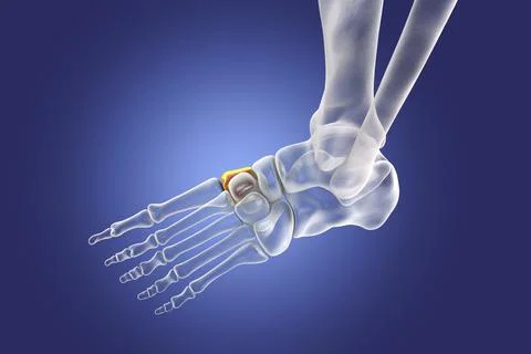 Medial cuneiform bone of the foot, 3D illustration Illustrazione stock