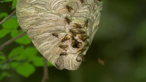 Median wasp (Dolichovespula media) nest Stock Footage