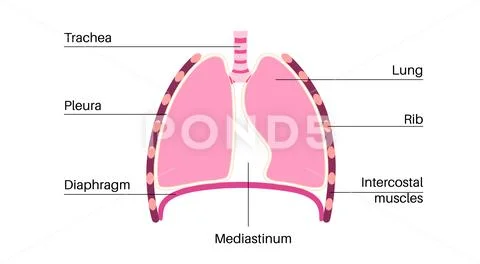 Mediastinum infographic poster: Graphic #241186157