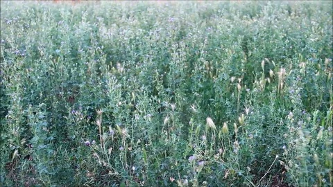 Medicago, commonly known as medick or burclover blooming Stock Footage