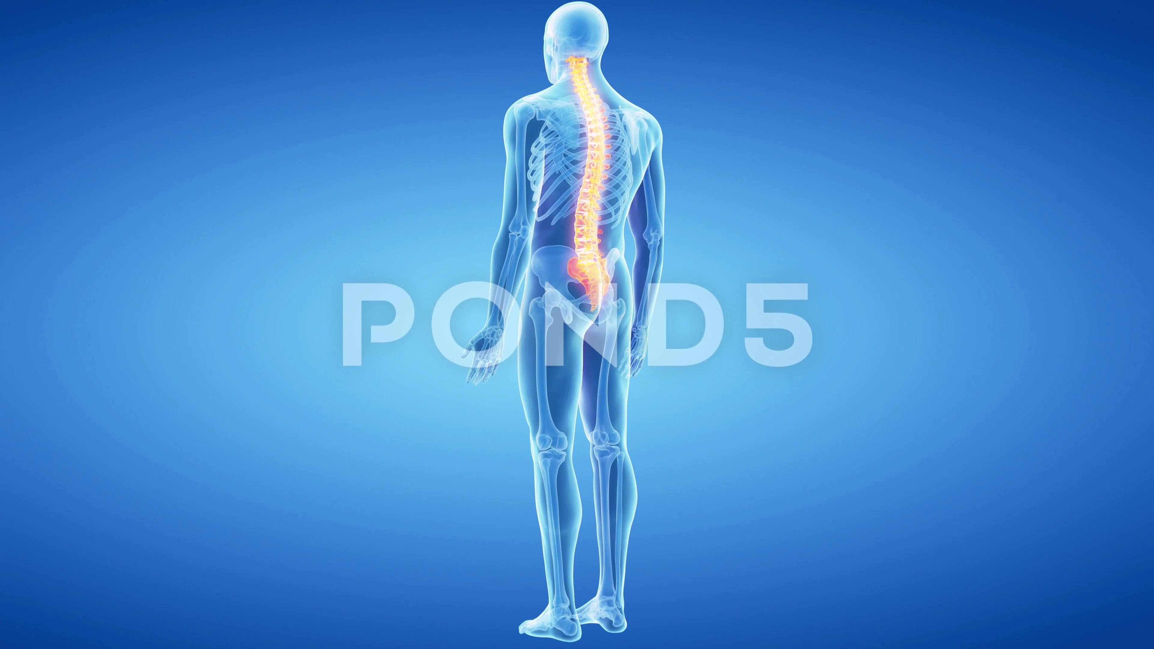 medical 3d animation of the human body s... | Stock Video | Pond5