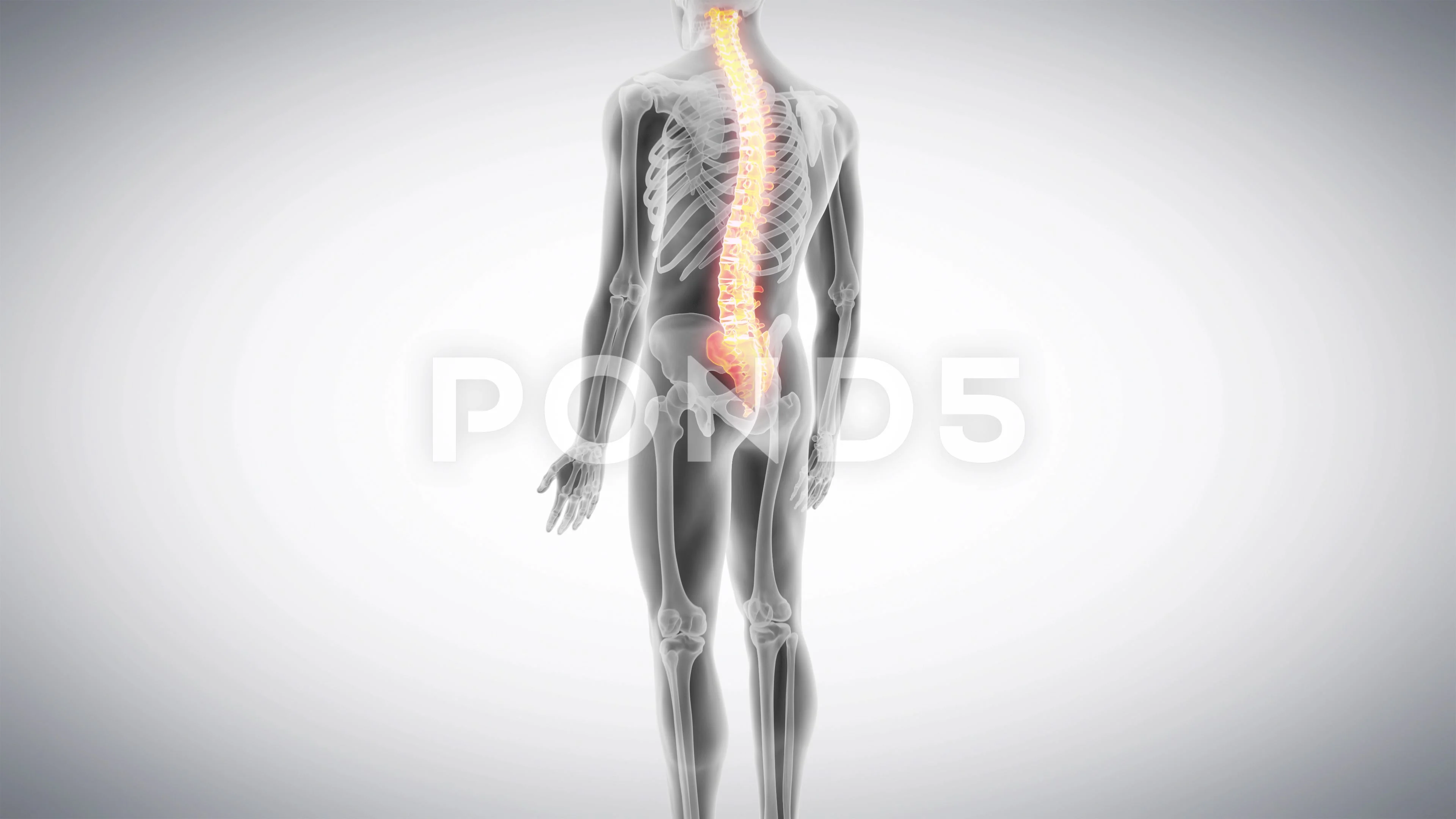 medical 3d animation of the human spine | Stock Video | Pond5