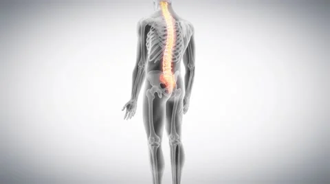 Medical 3d animation of the human spine Stock Footage