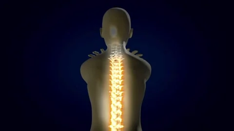 Medical 3d animation of lower back spine pain of human male having acute pain in Video stock 336580288