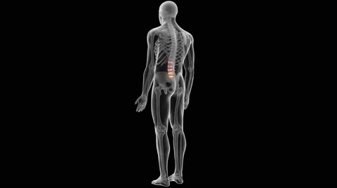 Anatomy of Human Spine. Seamless Loop. A, Stock Video
