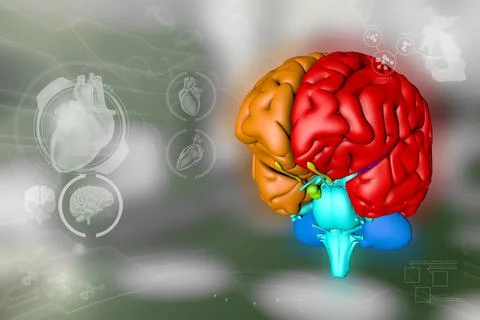 Medical 3D illustration - human brain, wisdom research concept Stock Illustration