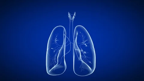 Medical 3d loopable animation of the human lungs Stock Footage 119209744