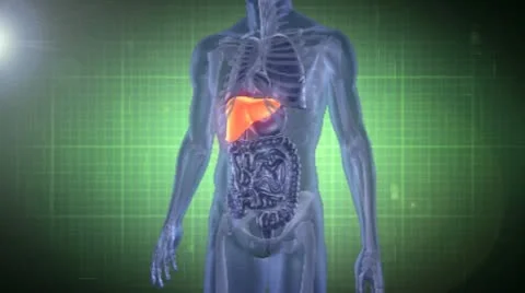 Medical Analysis: liver After Effects stock