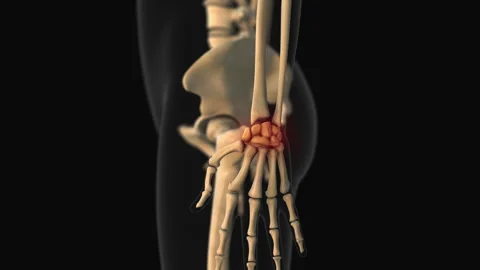 Medical animation of the carpal bone pai... | Stock Video | Pond5