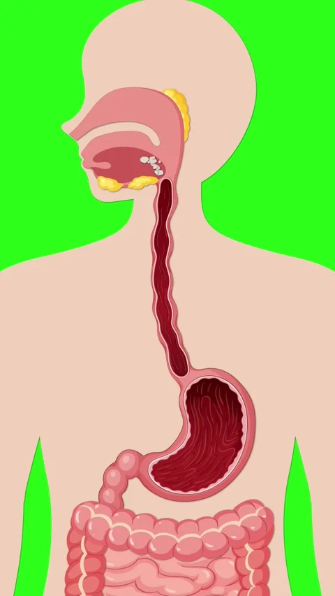 Medical Animation of Human Digestive System Showing Bloating and Gas Stock Footage 346357010