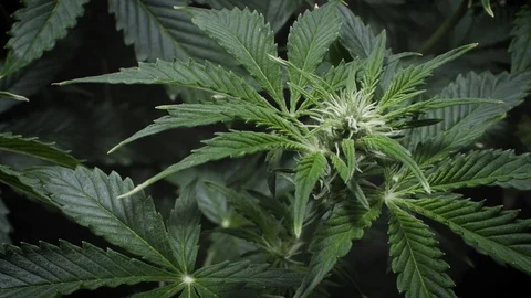 Medical cannabis growing. young marijuana flower. Stock Footage
