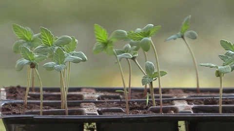 Medical cannabis seedlings in seed tray blowing in the wind Stock Footage
