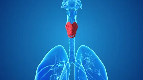 Medical concept of the human thyroid gland Stock Footage 247294872