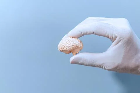 Medical Concept with Mini Brain Stock Photos