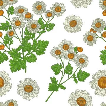 Medical Feverfew Branch seamless pattern Stock Illustration