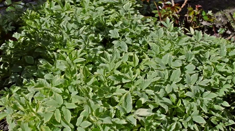 Medical herbs Stock Footage 62014877