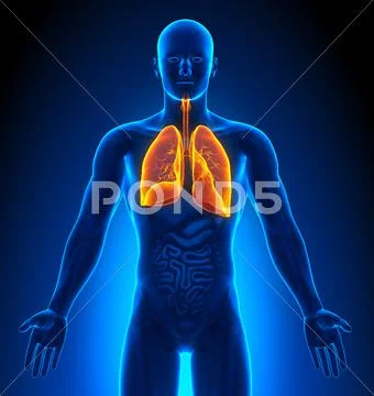 Medical Imaging - Male Organs - Lungs Stock Photos
