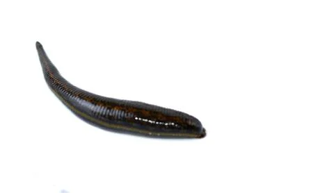 Medical leech isolated on white background close up Stock Photos