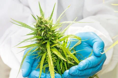 Medical Marijuana in Cannabis  Flower Before The Harvest Concept Stock Photos