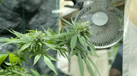 Medical Marijuana Stock Footage 67870511