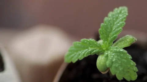 Medical marijuana grows from an egg shell on wooden background. Stock Footage 154354937
