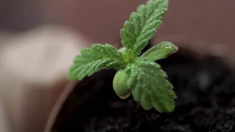 Medical marijuana grows from an egg shell on wooden background. Stock Footage 154355086