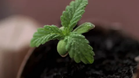 Medical marijuana grows from an egg shell on wooden background. Stock Footage 154355217