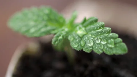 Medical marijuana grows from an egg shell on wooden background. Stock Footage 154355310