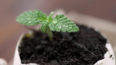 Medical marijuana grows from an egg shell on wooden background. Stock Footage 154355397