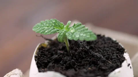 Medical marijuana grows from an egg shell on wooden background. Stock Footage 154355466