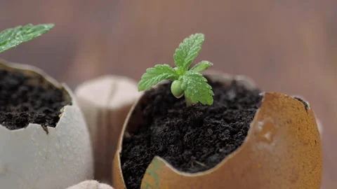 Medical marijuana grows from an egg shell on wooden background. Stock Footage 154355537