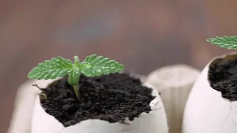 Medical marijuana grows from an egg shell on wooden background. Stock Footage 154355694