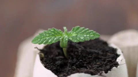 Medical marijuana grows from an egg shell on wooden background. Stock Footage 154355788