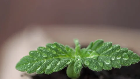 Medical marijuana grows from an egg shell on wooden background. Stock Footage 154355899