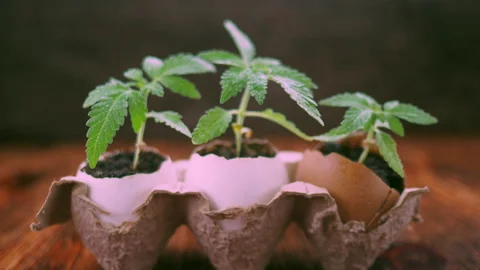 Medical marijuana grows from an egg shell on wooden background. Stock Footage 154589752