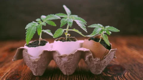 Medical marijuana grows from an egg shell on wooden background. Stock Footage 154590374