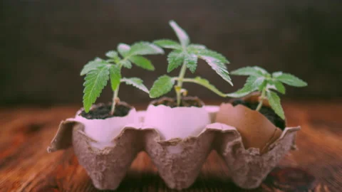 Medical marijuana grows from an egg shell on wooden background. Stock Footage 154590695