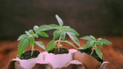 Medical marijuana grows from an egg shell on wooden background. Vídeos de archivo 154591005
