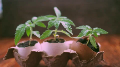 Medical marijuana grows from an egg shell on wooden background. Stock Footage 154591576