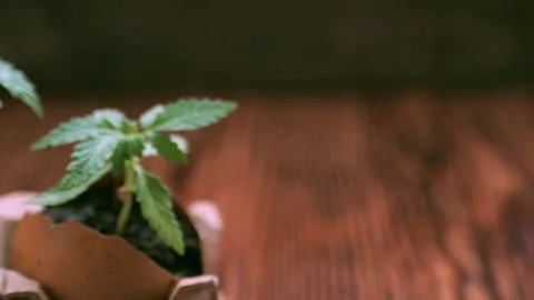 Medical marijuana grows from an egg shell on wooden background. 動画素材 154591799