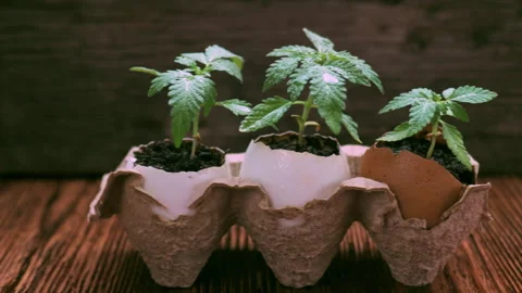 Medical marijuana grows from an egg shell on wooden background. Stock Footage 154591866