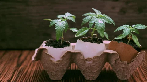 Medical marijuana grows from an egg shell on wooden background. Stock Footage 154591967