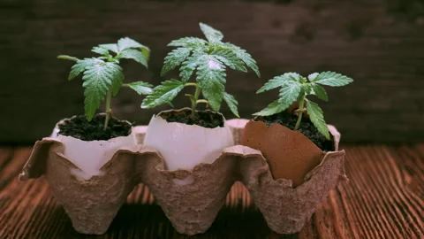 Medical marijuana grows from an egg shell on wooden background. Stock Footage 154592065