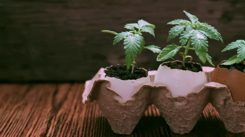 Medical marijuana grows from an egg shell on wooden background. Stock Footage 154592257