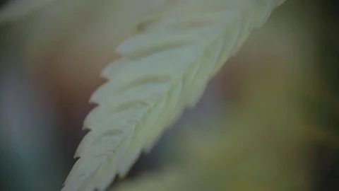 Medical Marijuana leaf, macro close up. Stock Footage 82327893