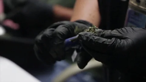 Medical marijuana trimmers working in the dispensary Stock Footage