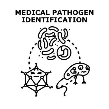 Medical pathogen identification process finding bacteria and virus Illustrazione stock